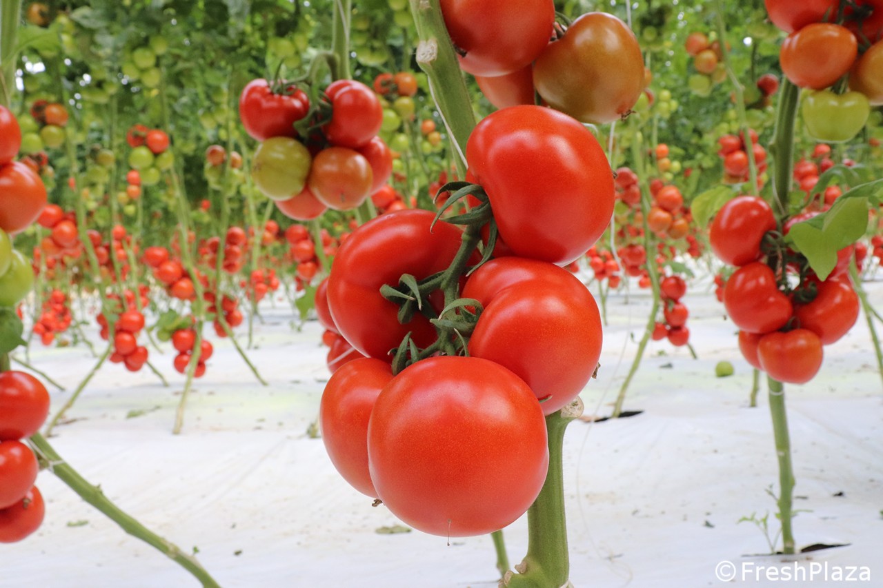 Five new tomato varieties launched in Canada/US with multi-gene virus resistance