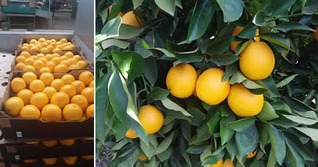 When To Pick Oranges And Tangerines Greg Alder S Yard Posts Food Gardening In Southern California