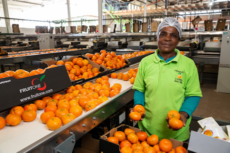 船舶延误给南非柑橘出口带来挑战