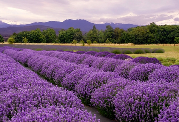 volume biologisch geteelde lavendel in 2 jaar tijd bijna verdubbeld