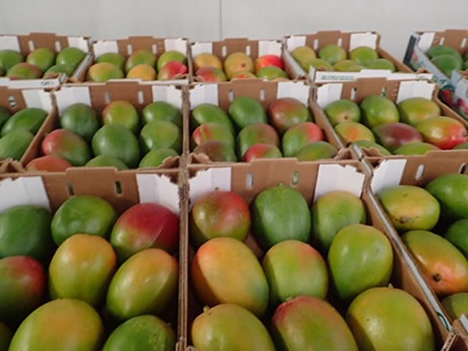 Good Mango Sales To Dutch Supermarkets Other Than That Very Limited