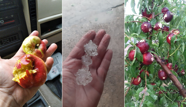 Ces magnifiques abricots partent à la benne, faute d'acheteurs ! Hagelspanje