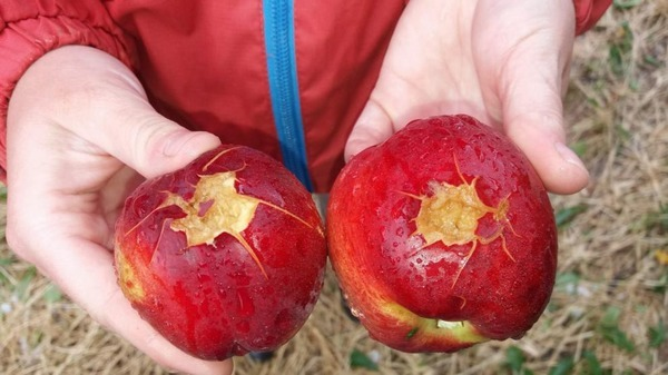 Ces magnifiques abricots partent à la benne, faute d'acheteurs ! Hagelspanje1