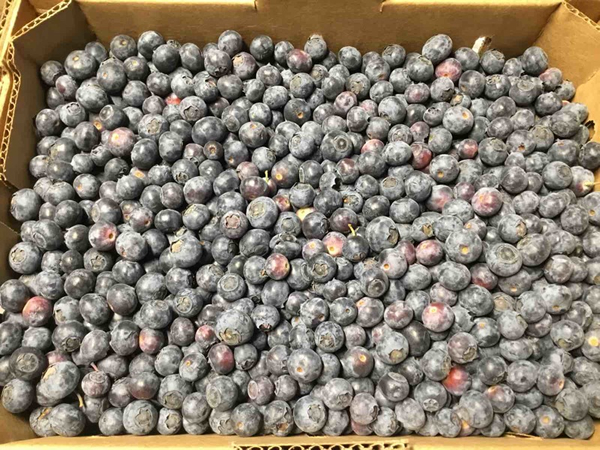 carsolbio1 "Unusually early demand in Europe for overseas organic blueberries"