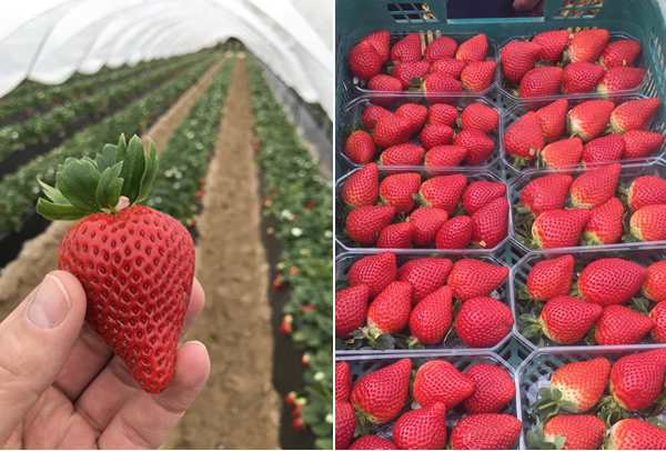 "The Calinda's traits break away from the Spanish strawberry stereotype" - Vimarsana News