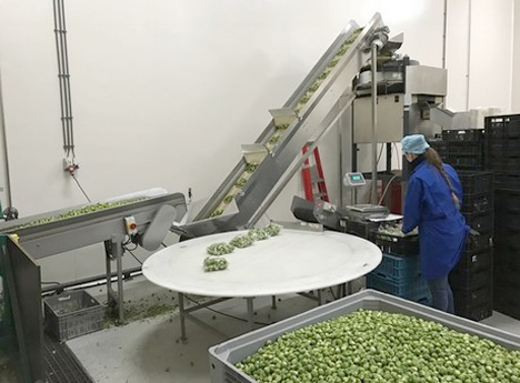 "Brussels sprouts market improves, kale's selling steadily, and celeriac's doing unusually well" - Vimarsana News