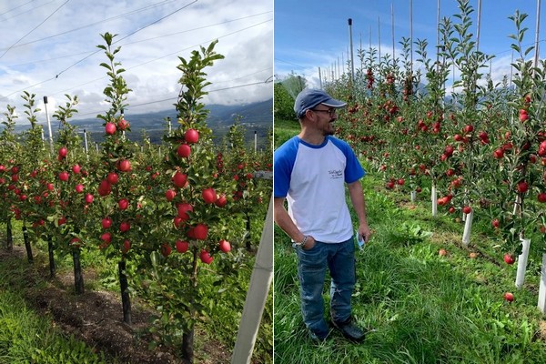 "High Morgana returns confirm consumer confidence in this apple" - Vimarsana News