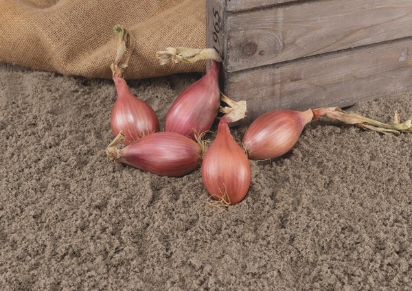 La primera semilla de chalota resistente al mildiu lanoso llega al mercado