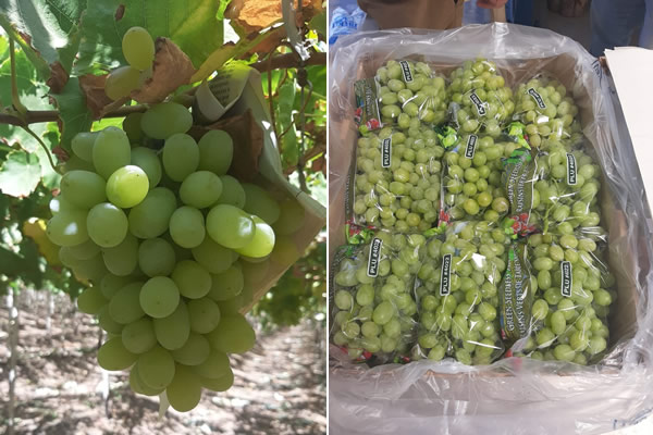 "First containers of Chilean Thompson Seedless on its way to Europe" - Vimarsana News