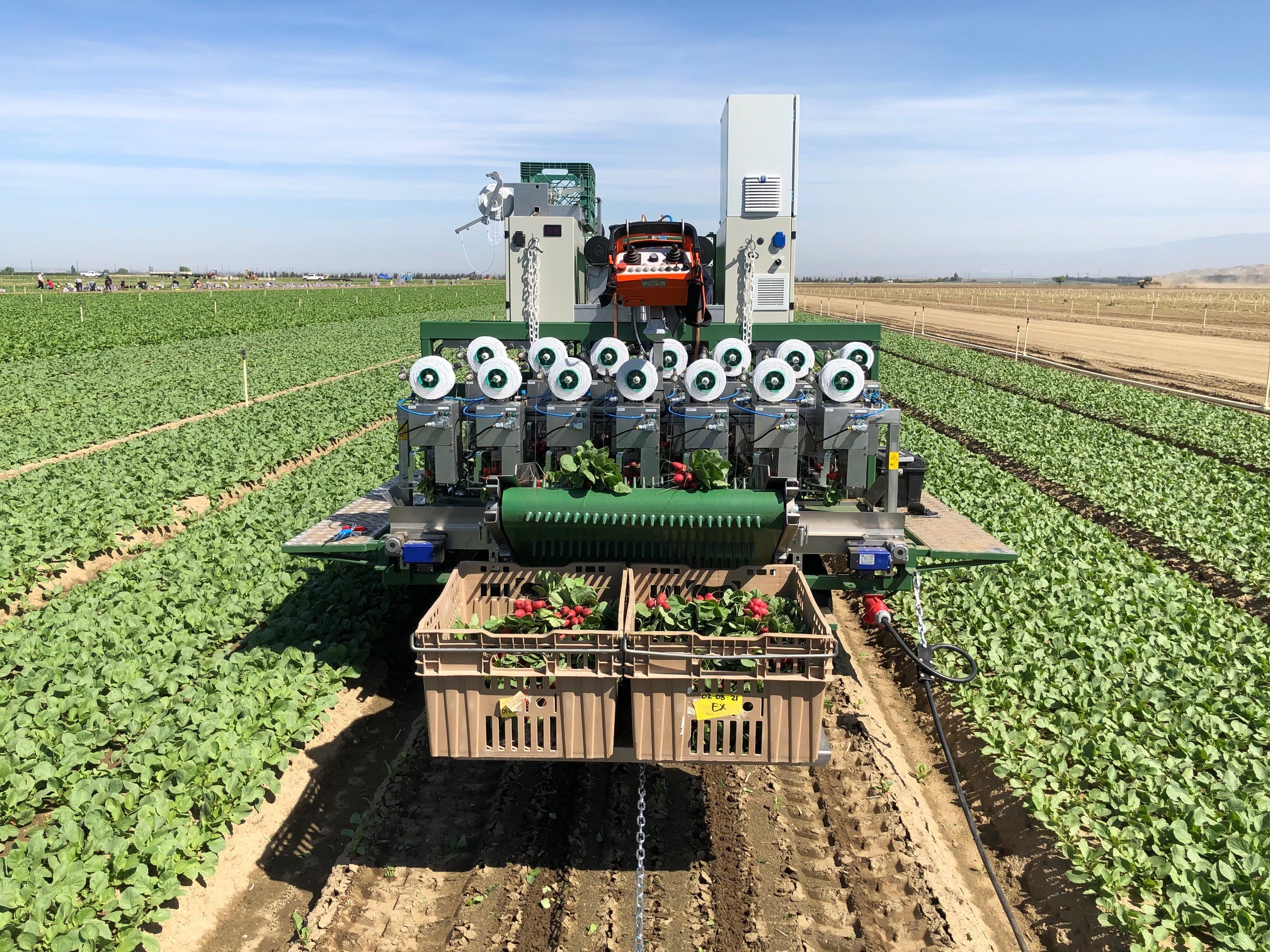 New radish bunching machine for Grimmway Farms in California - Vimarsana News
