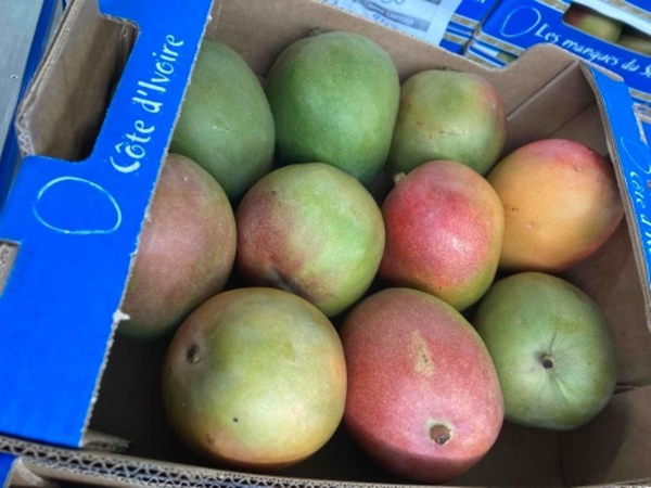 "First container of mangoes from Ivory Coast is in" - Vimarsana News
