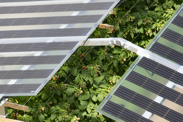 Des panneaux solaires transparents au dessus des serres, une nécessité et  une aubaine pour les agriculteurs - NeozOne