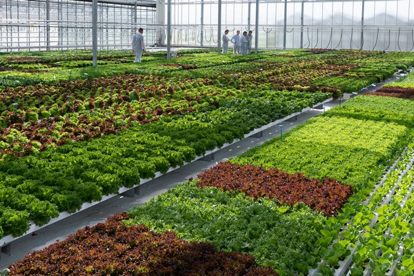 BASF Vegetable Seeds organiseert vijf demo's van Nunhems