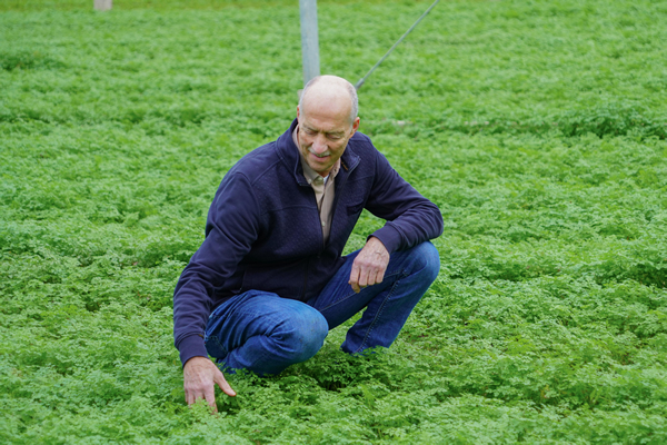 Eetbare bloemen voor in de champagne in het Midden-Oosten