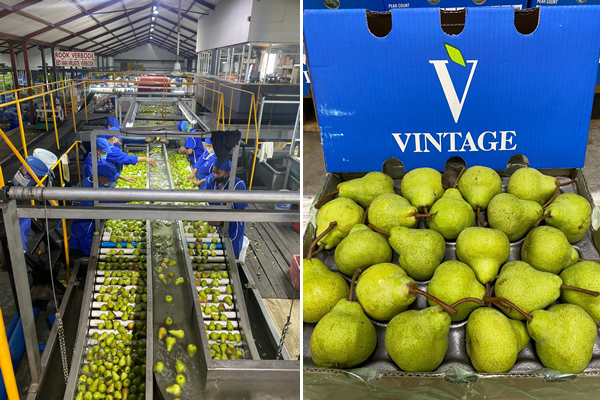 "Good demand for South African pears, with large ones especially popular" - Vimarsana News