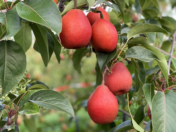 "The Piqaboo pear's main attraction is its high price in Asia" - Vimarsana News