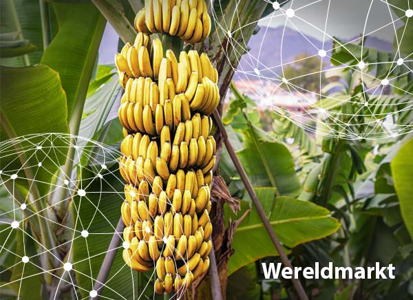 efficiënt hoogte Slecht Overzicht wereldmarkt bananen