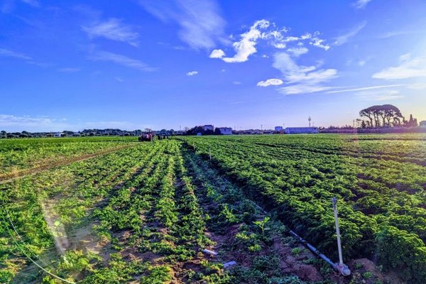 "There seems to be light at the end of the tunnel for shortage of cauliflowers" - Vimarsana News