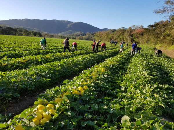 "Considerably fewer melons being exported from Costa Rica to Europe" - Vimarsana News