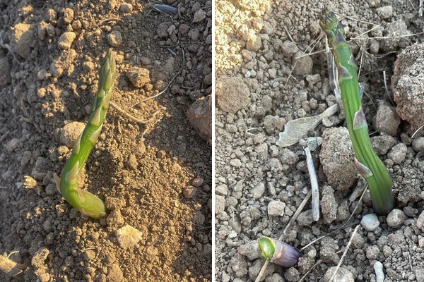 "Recent frost has entirely halted Spanish asparagus supply" - Vimarsana News