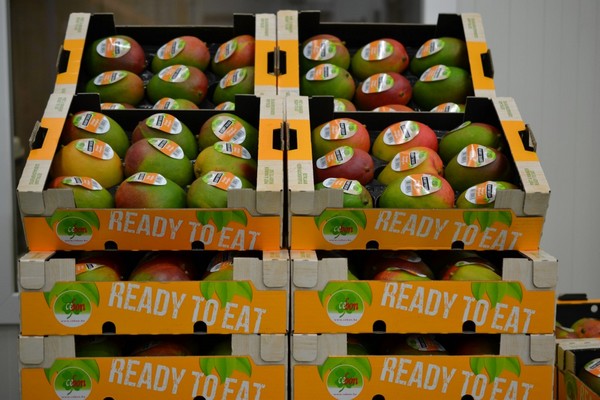 "Vertraagde aankomsten Peru en Ivoriaanse volumes zorgen voor druk op mangomarkt"