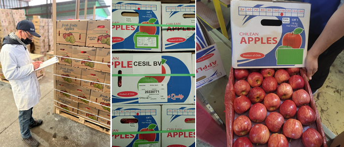 "Chilean Gala apples' quality is better than in past years" - Vimarsana News
