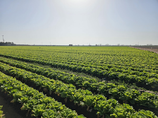 "Vegetable prices in Spain do not yet correspond to rapidly falling prices in the Netherlands" - Vimarsana News