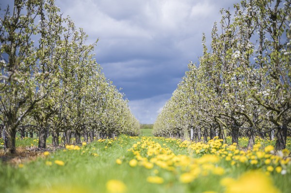 "Low European yields could benefit Belgian pears" - Vimarsana News