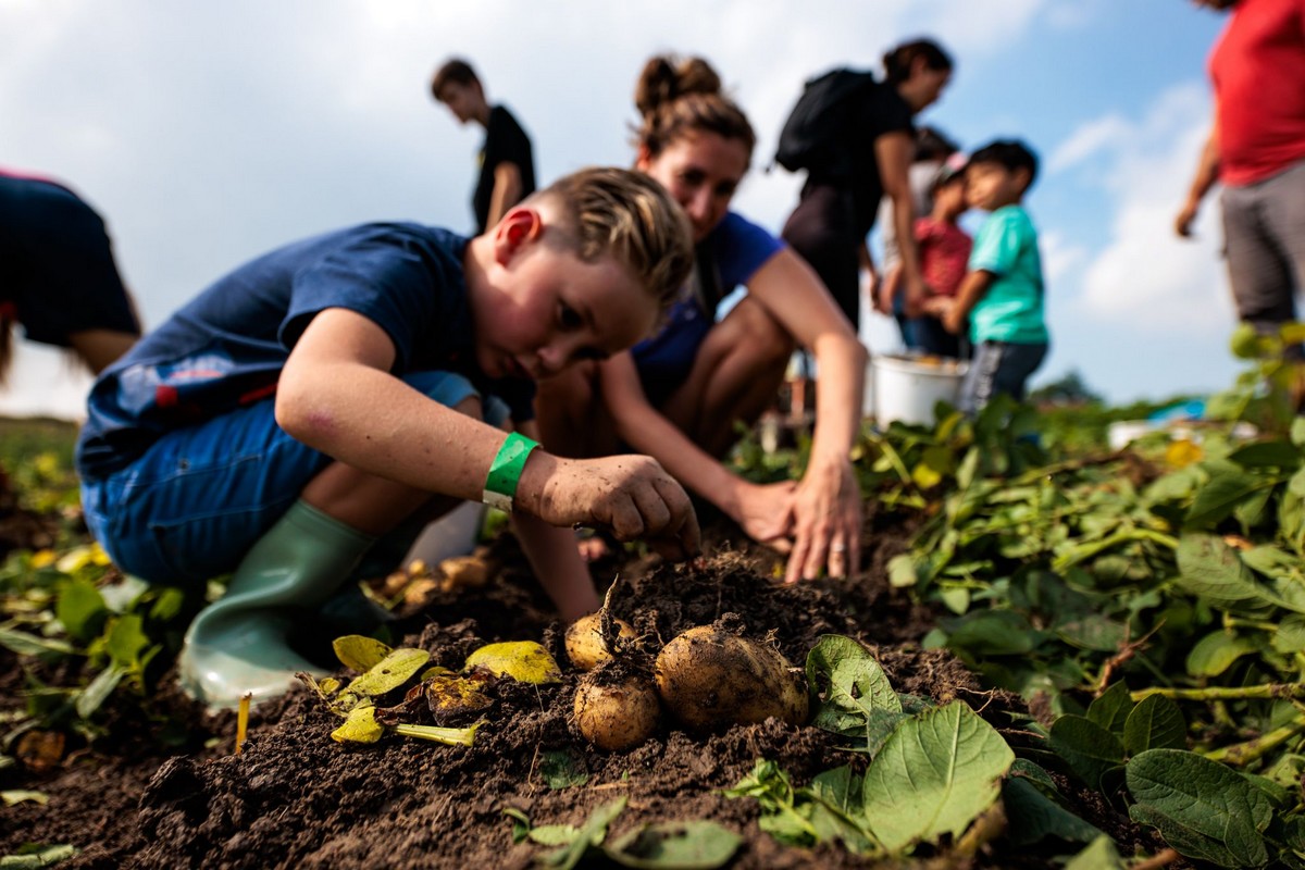Grootste aardappel tijdens Nationale Aardappelrooidag gevonden in Montfort