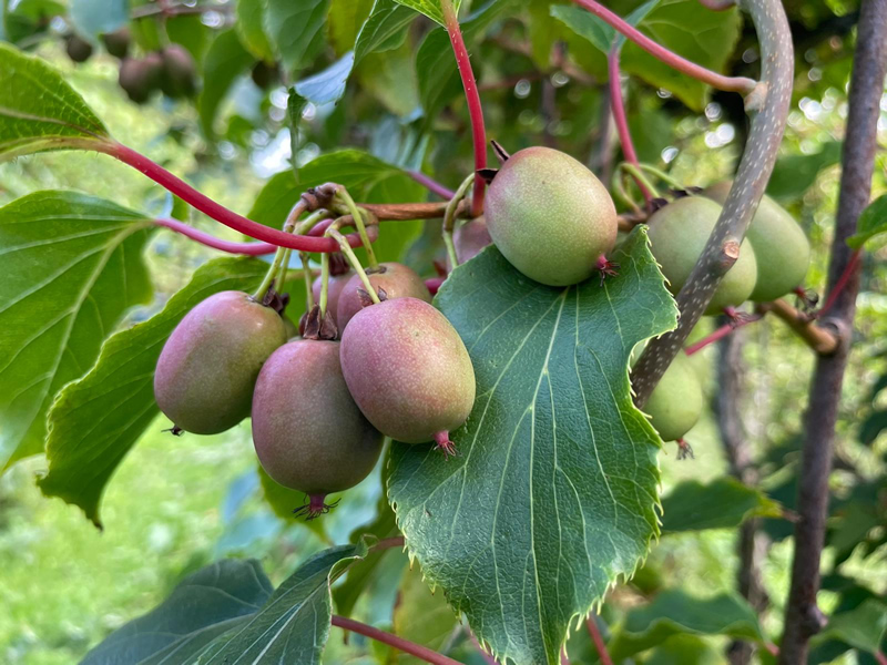 "De teelt van kiwibessen is er één van een lange adem" Oozo.nl