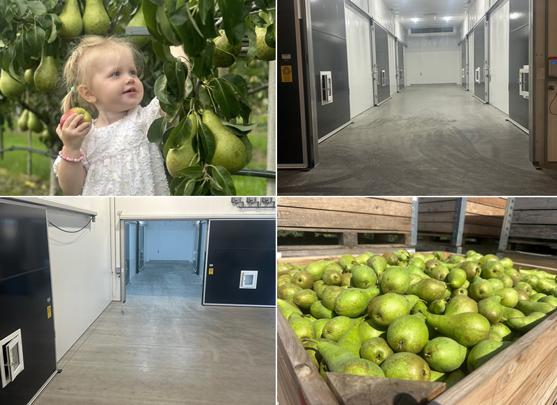 "It's full steam ahead for sales this pear season'" - Vimarsana News