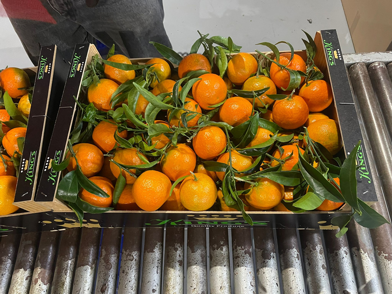 "Colder weather boosting citrus sales" - Vimarsana News