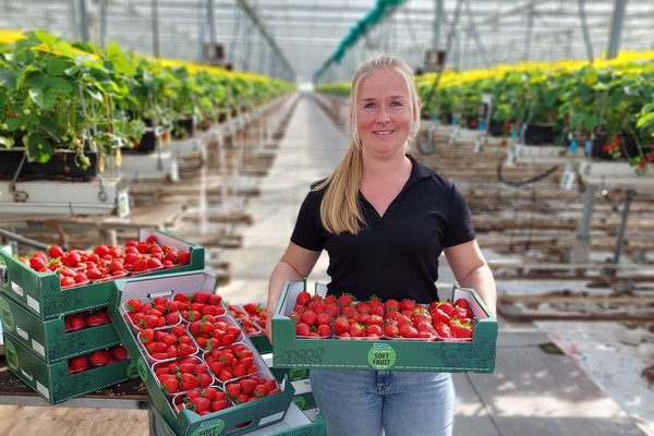 Inspire strawberry sales surge at The Greenery - Vimarsana News