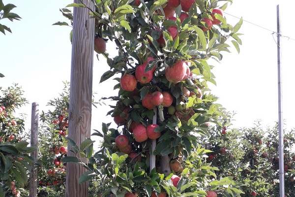 "The shift towards pears or club varieties makes Elstar prices interesting again this season" - Vimarsana News