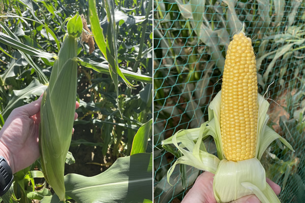 "Senegalese sweetcorn season gaining momentum" - Vimarsana News