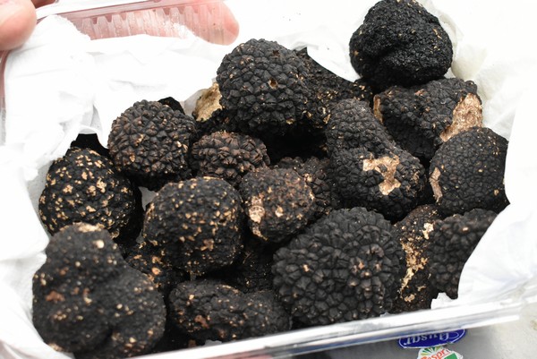 Spaanse Teruel telt nu 10.404 hectare zwarte wintertruffel