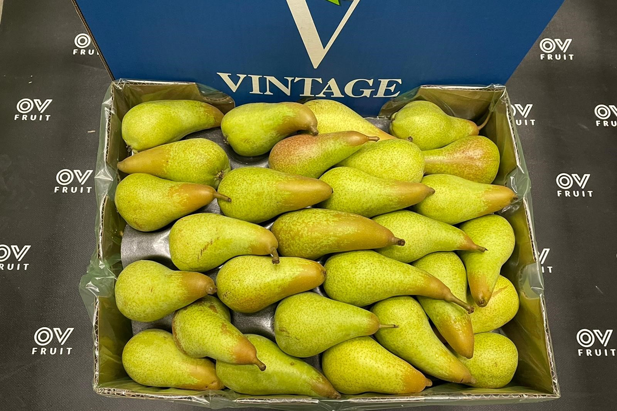 "Italian Abate Fetel pear shortage offers space for South African pears" - Vimarsana News