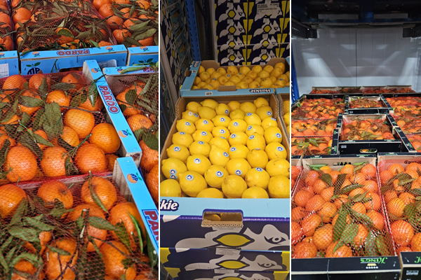 Egyptian Navel surplus puts pressure on orange market - Vimarsana News
