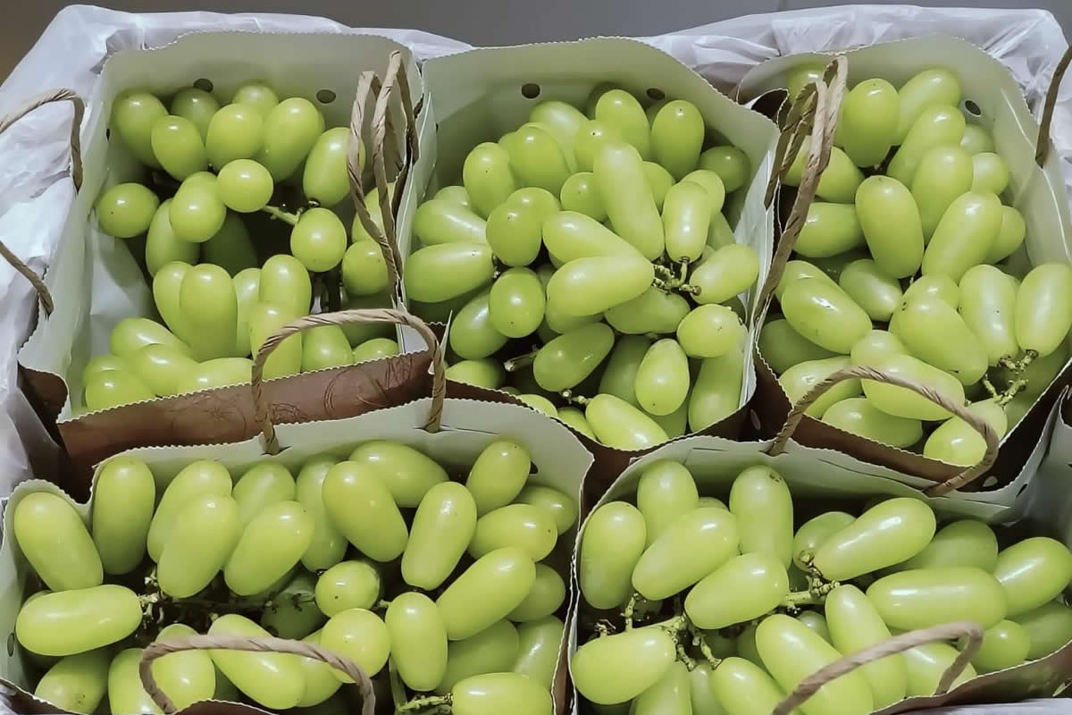 "Usual Indian grape volumes despite logistical disruptions" - Vimarsana News