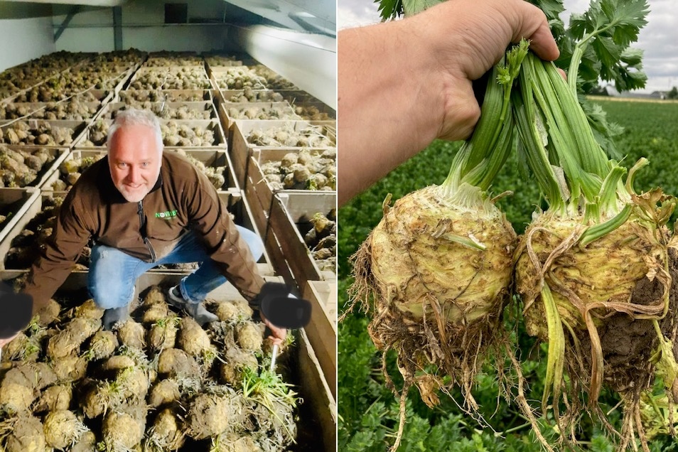 "Kaarten op knolselderijmarkt heel anders geschud dan afgelopen jaren"