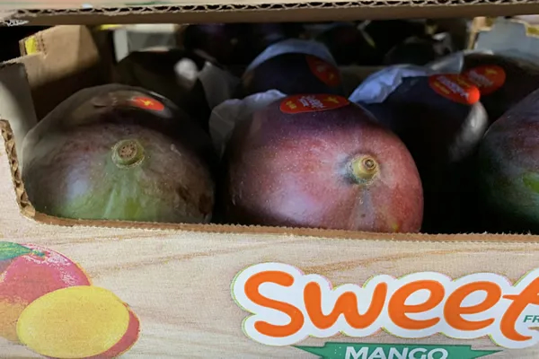 "Due to shortages of Peruvian mangoes, we were able to successfully market the Brazilian Palmer variety this year" - Vimarsana News