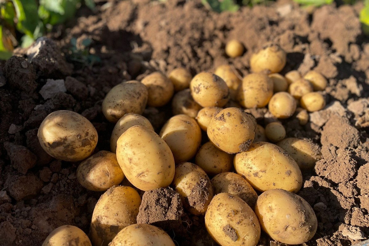 "Consumenten zien de voordelen van biologisch, maar zodra het duurder is, haken ze af"
