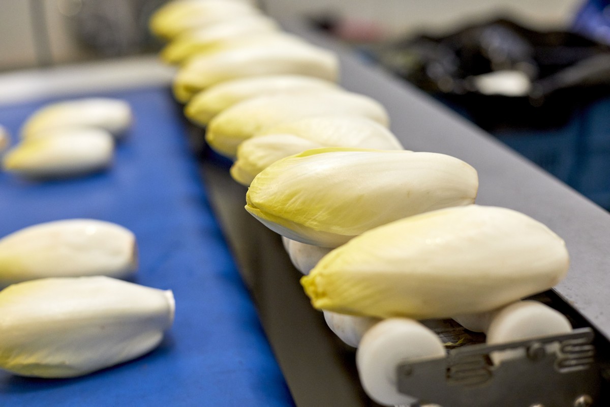 "Richting de feestdagen stijgt de afzet, maar witlofprijzen nog altijd veel te laag"