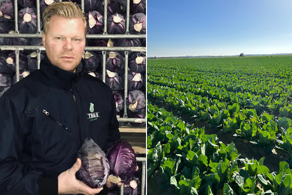 "Met teelt van spitskool en Violetti in Nederland, Portugal en Spanje spreiden we de risico's"