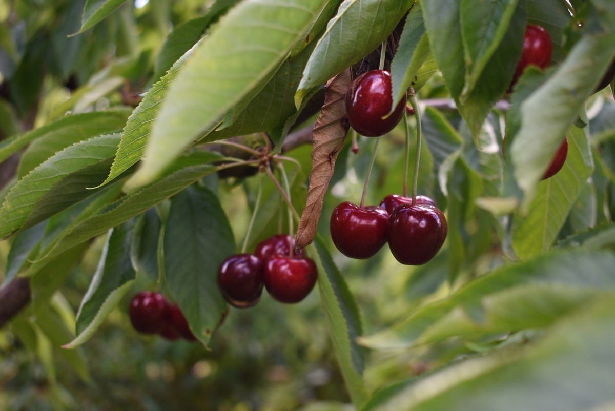 "Door schade in met name Oost-Europa ruimte voor Belgische kers op de markt"