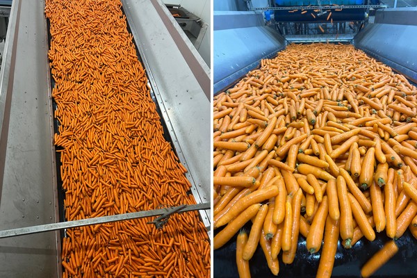 “Voorraden peen zijn niet zo groot als vorig jaar, maar exportvraag bepaalt hoe de markt zich gaat ontwikkelen”