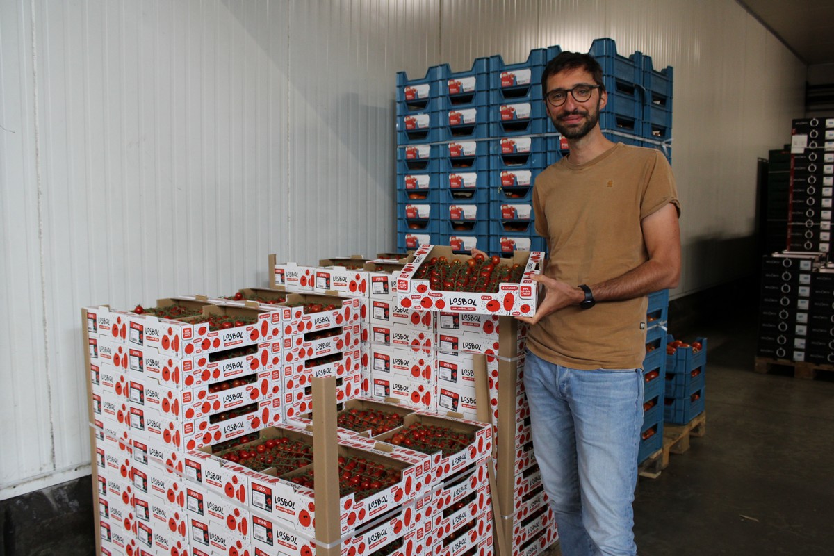 "Greenhouse vegetable market remains quiet during summer weeks"