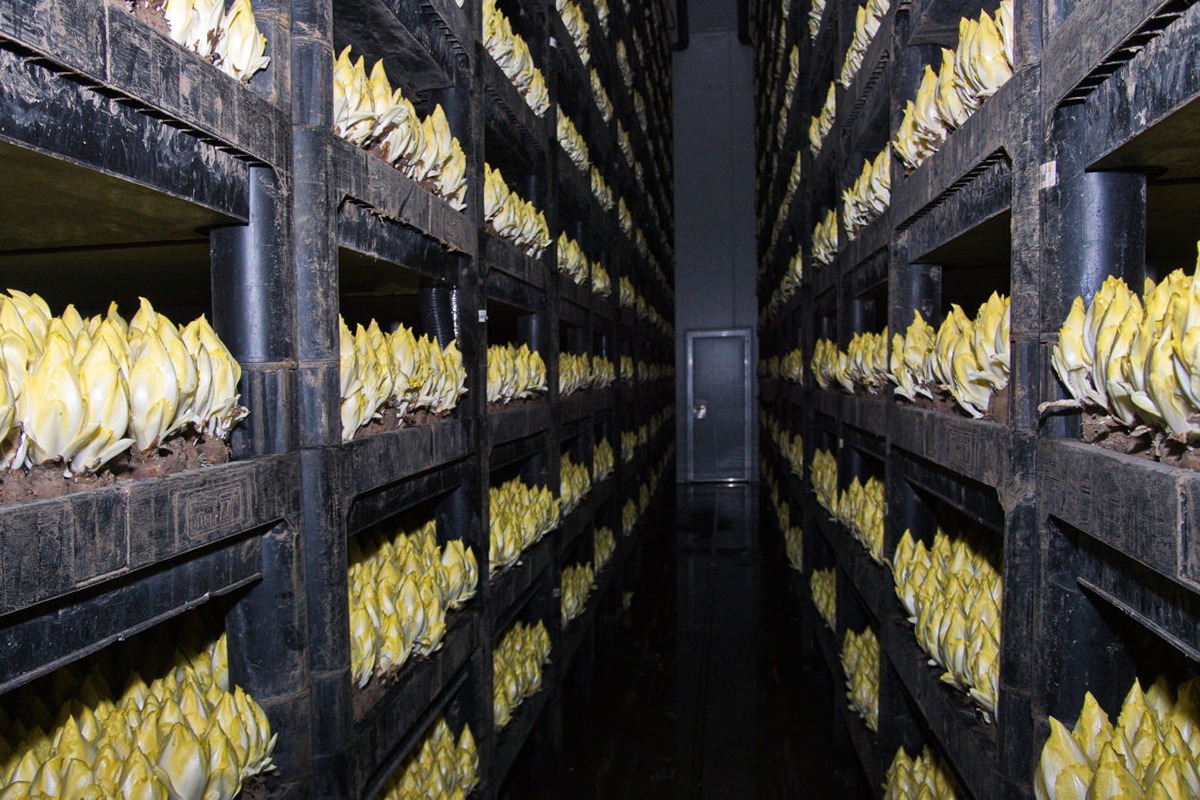 Grootste witlofbedrijf van Nederland failliet