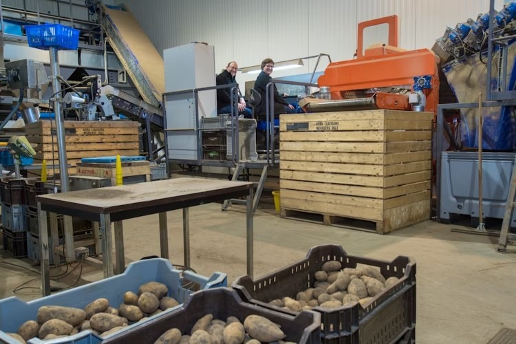 "Groothandel is wel gevoeliger voor instroom van goedkope aardappelen"