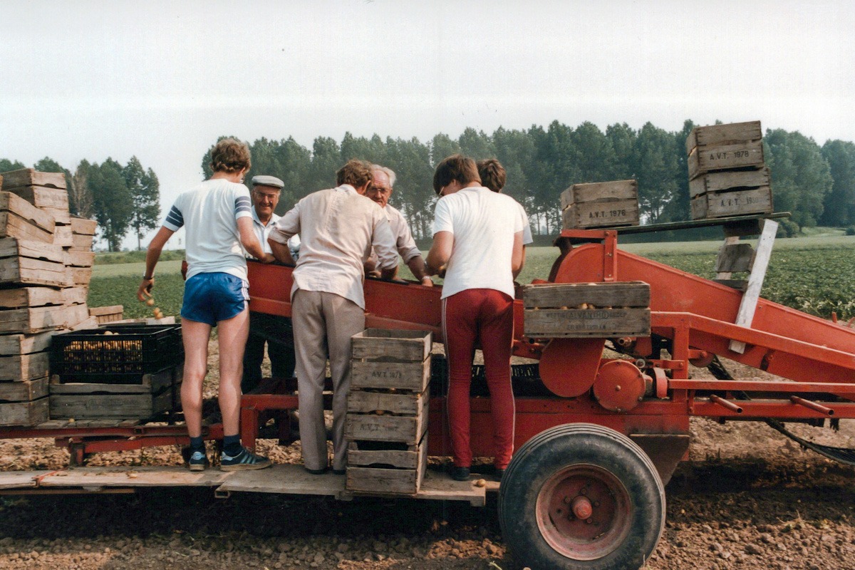 Uit de oude doos: Nieuwe aardappelen in Tholen - Oozo.nl